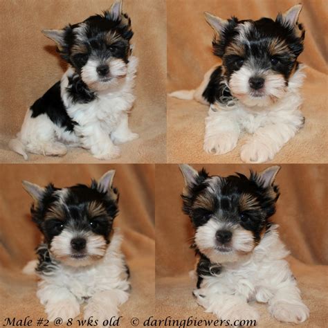 New! AKC PuppyVisor™. . Puppies for sale in va